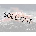 レッドカオス　無選別の５匹セット
