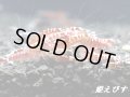 レッドカオス　無選別の５匹セット