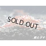 レッドカオス　無選別の５匹セット
