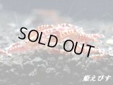 レッドカオス　無選別の５匹セット
