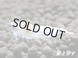 ゴースト系ハイブリッドシュリンプ　ＷＩＮＧ-ＺＥＲＯ（ウイングゼロ）　即戦力ペア＝２匹