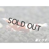 SARASA　Tiger（サラサタイガー）抱卵ペア＝２匹　