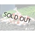 ＜＜現品在庫限り！＞＞タイガービー×レッドビー　１０匹セット