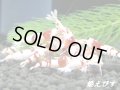 ＜＜現品在庫限り！＞＞タイガービー×レッドビー　１０匹セット