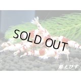 ＜＜現品在庫限り！＞＞タイガービー×レッドビー　１０匹セット