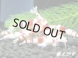 ＜＜現品在庫限り！＞＞タイガービー×レッドビー　１０匹セット