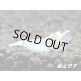 ゴースト系ハイブリッドシュリンプ　ＷＩＮＧ-ＺＥＲＯ（ウイングゼロ）　抱卵ペア＝２匹