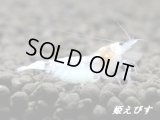 ゴースト系ハイブリッドシュリンプ　ＷＩＮＧ-ＺＥＲＯ（ウイングゼロ）　抱卵ペア＝２匹
