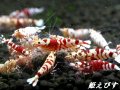 SARASA　Tiger（サラサタイガー）　１０匹繁殖セット