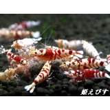 SARASA　Tiger（サラサタイガー）　１０匹繁殖セット