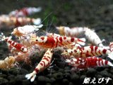 SARASA　Tiger（サラサタイガー）　１０匹繁殖セット