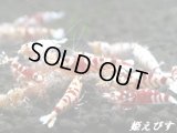 SARASA　Tiger（サラサタイガー）　２０匹繁殖セット