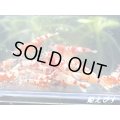 ＜送料無料！＞レッドファンシータイガー　（エントリーグレード）１０匹セット