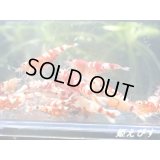 ＜送料無料！＞レッドファンシータイガー　（エントリーグレード）１０匹セット