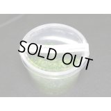 組織培養　ニューラージパールグラス　国産品（無農薬：１カップ）