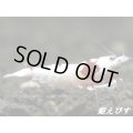 レッドビーシュリンプ【紅帥：Kousui】　抱卵ペア＝２匹　