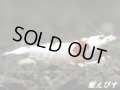 レッドビーシュリンプ【紅帥：Kousui】　抱卵ペア＝２匹　