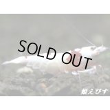 レッドビーシュリンプ【紅帥：Kousui】　抱卵ペア＝２匹　