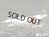 レッドビーシュリンプ【紅帥：Kousui】　抱卵ペア＝２匹　