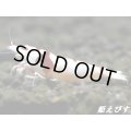 レッドビーシュリンプ【紅帥：Kousui】　即戦力ペア＝２匹　
