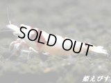 レッドビーシュリンプ【紅帥：Kousui】　即戦力ペア＝２匹　