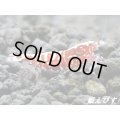 Red Galaxy Fishborn（レッドカオス系統）　ミドルグレード 抱卵ペア＝２匹