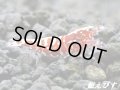 Red Galaxy Fishborn（レッドカオス系統）　ミドルグレード 抱卵ペア＝２匹