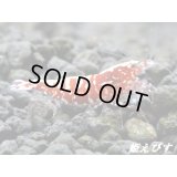 Red Galaxy Fishborn（レッドカオス系統）　ミドルグレード 抱卵ペア＝２匹