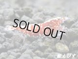 Red Galaxy Fishborn（レッドカオス系統）　ミドルグレード 抱卵ペア＝２匹