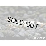 BLACK SARASA Tiger（ブラックサラサタイガー）抱卵ペア＝２匹　（♂は青髭個体！）