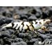 画像2: BLACK SARASA Tiger（ブラックサラサタイガー）抱卵ペア＝２匹　（♂は青髭個体！） (2)