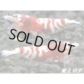 Ｒｅｄｗｉｎｇ（レッドウイング）ＴｙｐｅII　２ペア＝４匹　（１匹は抱卵中）