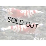 Ｒｅｄｗｉｎｇ（レッドウイング）ＴｙｐｅII　２ペア＝４匹　（１匹は抱卵中）