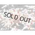 レッドビーシュリンプ【紅帥：Kousui】　若１０匹セット