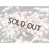 レッドビーシュリンプ【紅帥：Kousui】　若１０匹セット