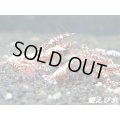 Red Galaxy Fishborn （レッドカオス血統）若個体５匹