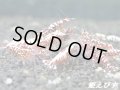 Red Galaxy Fishborn （レッドカオス血統）若個体５匹