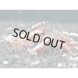Red Galaxy Fishborn （レッドカオス血統）若個体５匹