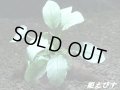 ＜形状おまかせ＞流木付　アヌビアスｓｐ．ジェイド（水上葉）　（１個）
