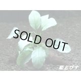＜形状おまかせ＞流木付　アヌビアスｓｐ．ジェイド（水上葉）　（１個）
