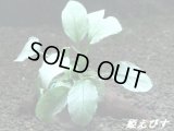 ＜形状おまかせ＞流木付　アヌビアスｓｐ．ジェイド（水上葉）　（１個）
