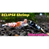 ECLIPSE Shrimp(エクリプスシュリンプ）　問い合わせはコチラから！