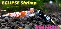 ECLIPSE Shrimp(エクリプスシュリンプ）　問い合わせはコチラから！