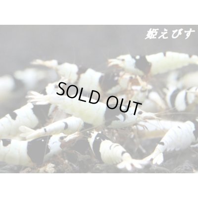 画像2: ＜新作！＞ブラックビーシュリンプ　【墨桜：Sumizakura】５匹セット