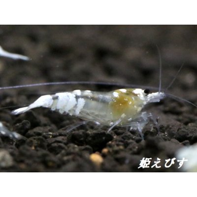 画像4: ゴースト系ハイブリッドシュリンプ　ＷＩＮＧ-ＺＥＲＯ（ウイングゼロ）　５匹セット