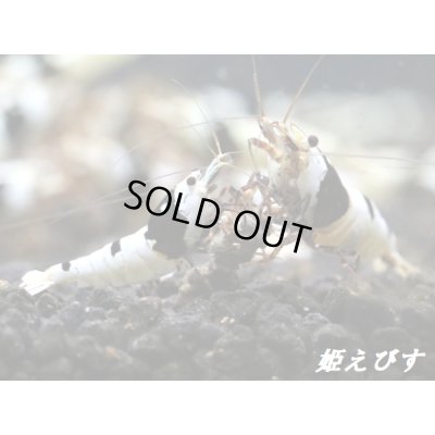 画像3: ＜新作！＞ブラックビーシュリンプ　【墨桜：Sumizakura】５匹セット