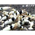 ＜新作！＞ブラックビーシュリンプ　【墨桜：Sumizakura】５匹セット