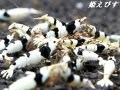 ＜新作！＞ブラックビーシュリンプ　【墨桜：Sumizakura】５匹セット