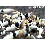 ＜新作！＞ブラックビーシュリンプ　【墨桜：Sumizakura】５匹セット