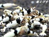 ＜新作！＞ブラックビーシュリンプ　【墨桜：Sumizakura】５匹セット